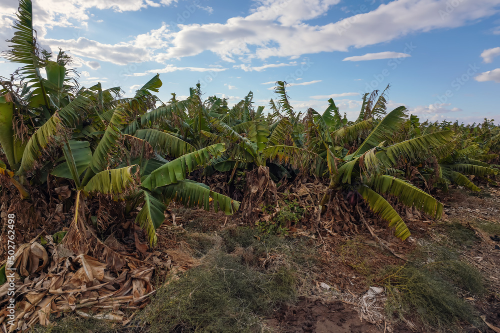 Small banana trees, some leaves dry at fruit farm in Jordan Small banana trees, some leaves dry at fruit farm in Jordan