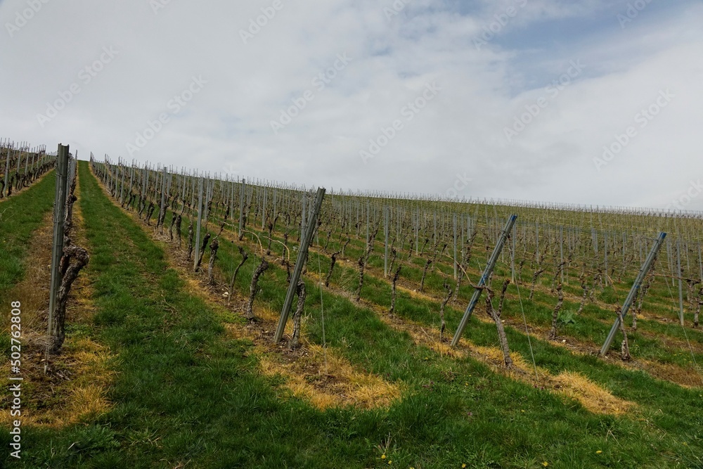 Still empty vineyard under a cloudy spring sky, concept: end of winter, new life (horizontal), Oppenheim, RLP, Germany