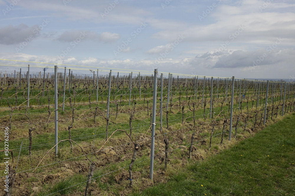Still empty vineyard under a blue spring sky, concept: end of winter, new life (horizontal), Oppenheim, RLP, Germany