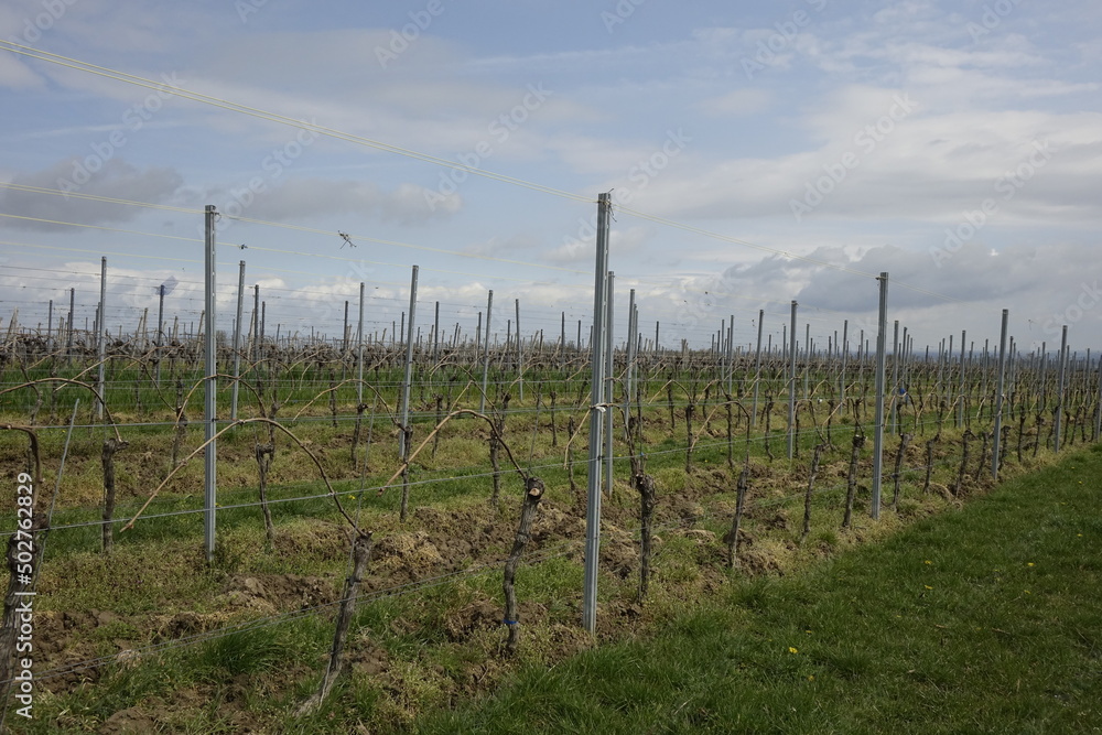 Still empty vineyard under a blue spring sky, concept: end of winter, new life (horizontal), Oppenheim, RLP, Germany