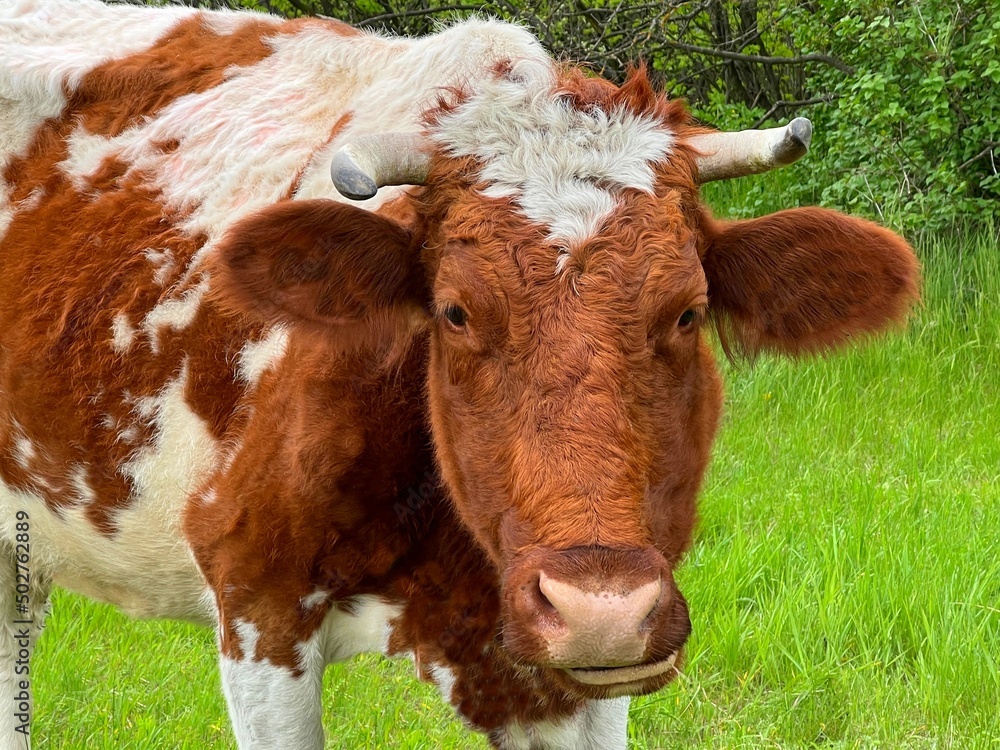Cow in a field. Portrait of brown white cow. Cow in a field. Portrait of brown white cow.