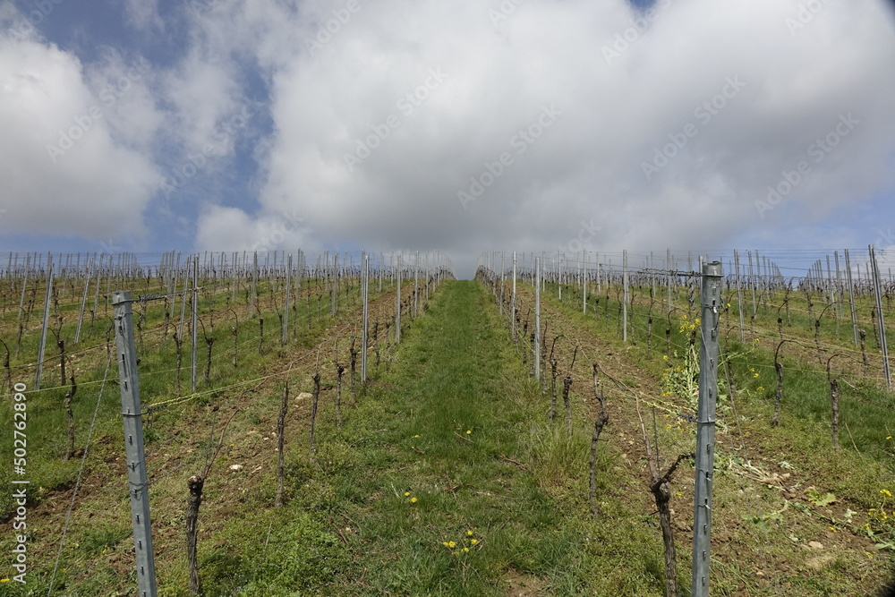 Still empty vineyard under a cloudy spring sky, concept: end of winter, new life (horizontal), Oppenheim, RLP, Germany Still empty vineyard under a cloudy spring sky, concept: end of winter, new life (horizontal), Oppenheim, RLP, Germany