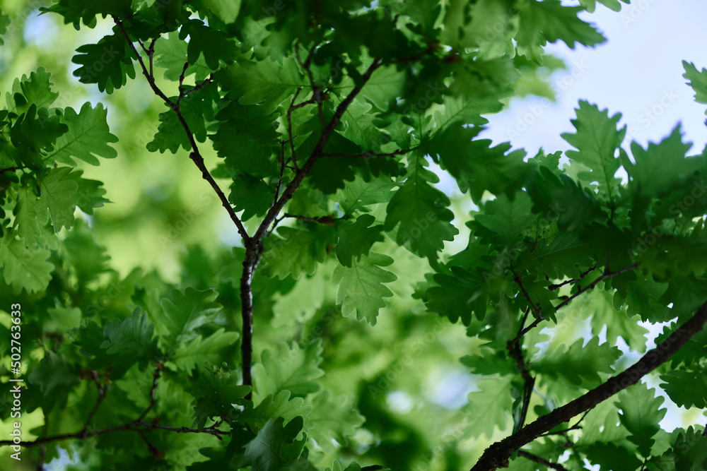 Beautiful fresh spring green leaves of the oak tree on the branches against the blue sky Beautiful fresh spring green leaves of the oak tree on the branches against the blue sky