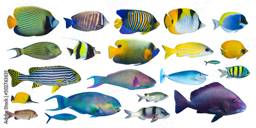 set collection of colorful tropical fish like angelfish snapper surgeonfish and butterflyfish isolated on white background. indian ocean red sea underwater fishes sealife concept photo