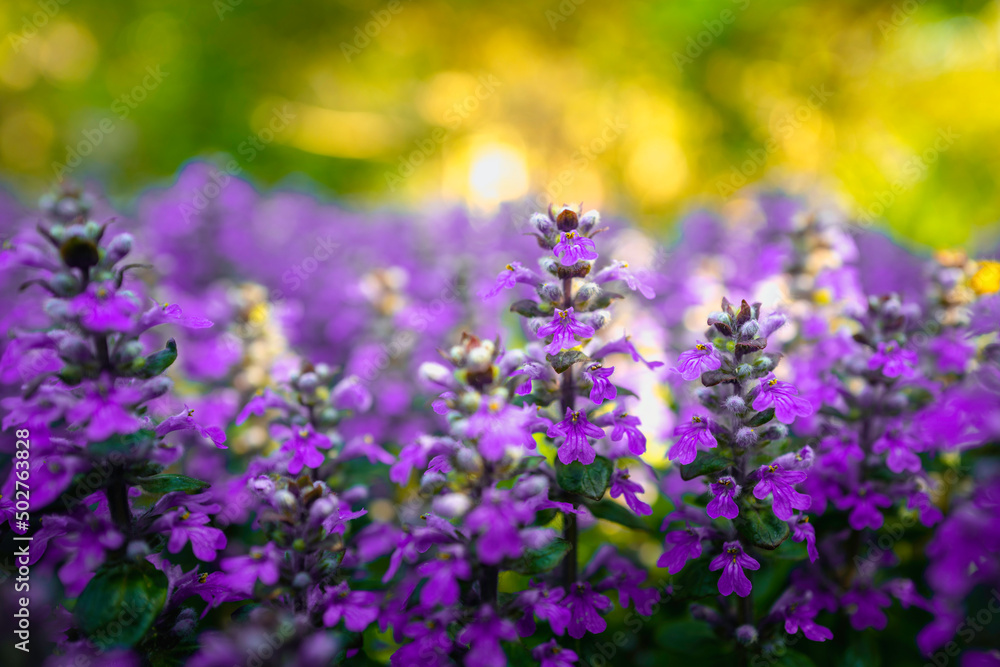 Fototapeta premium Purple wild herb flowers of Bugleweed or Ajuga Reptans in the garden, selective focus with blurred soft background