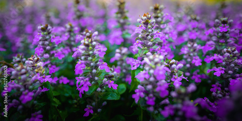 Violet wild herbaceous flowers of Bugleweed or Ajuga Reptans in the garden, selective focus with blurred soft background