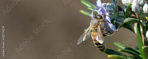 Romarin -  abeille - insectes - Anthophila photo
