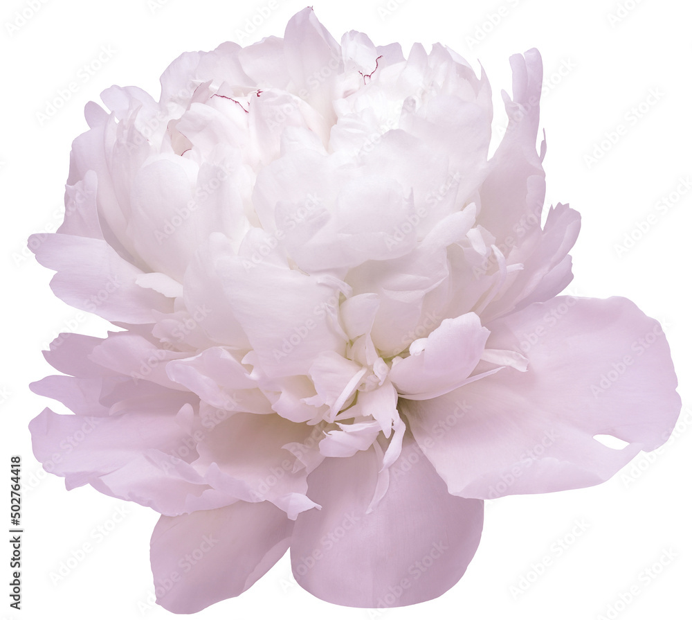Light pink peony  flower  on white isolated background with clipping path. Closeup. For design. Nature.
