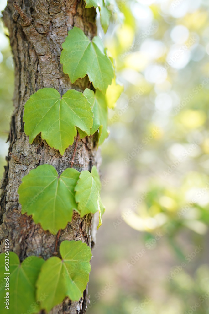 Obraz premium 植物