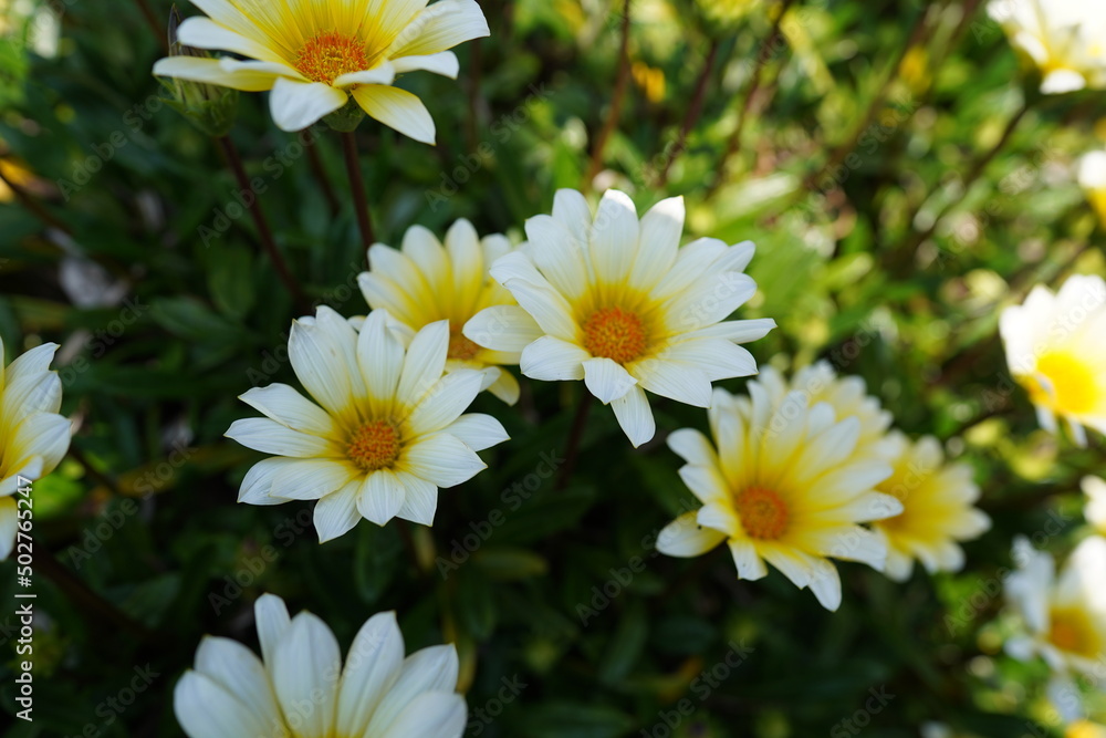 花 花