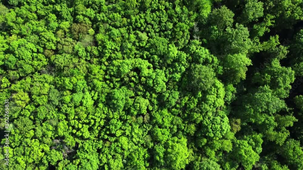 Vue aérienne de champs et de forêt Vue aérienne de champs et de forêt