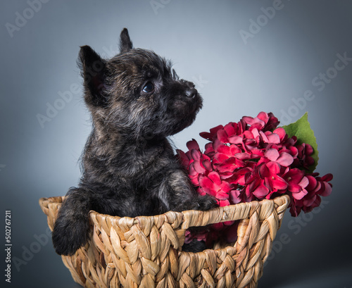 Cairn Terrier puppy dog with red hydrangea flowers