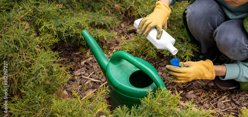 Photographie woman pours liquid mineral fertilizer in watering can for garden conifer plants