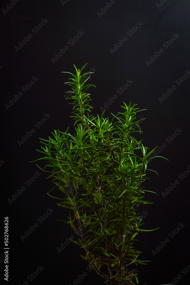 small rosemary plant on a black background small rosemary plant on a black background