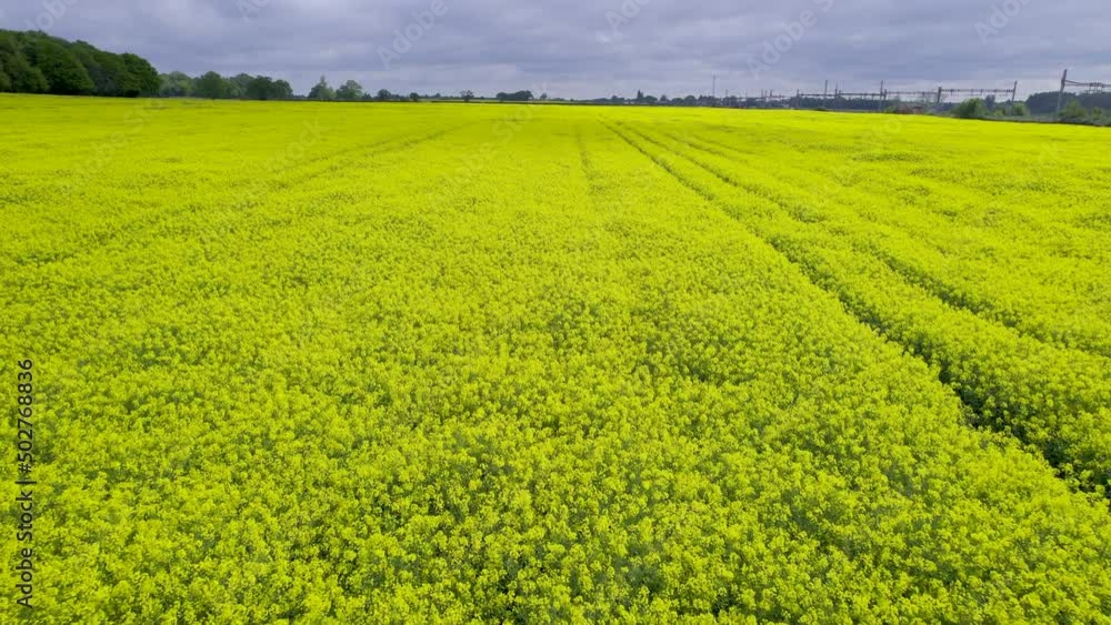Drone shot rising over rapeseed oil crops Drone shot rising over rapeseed oil crops