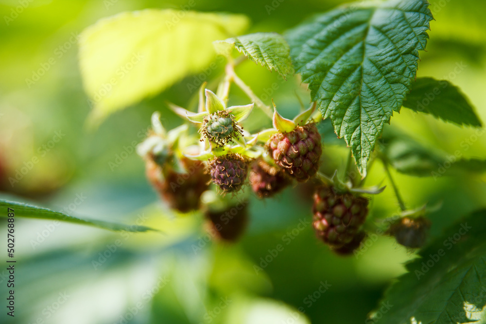 Many green raspberry berries on a twigs in the garden Many green raspberry berries on a twigs in the garden