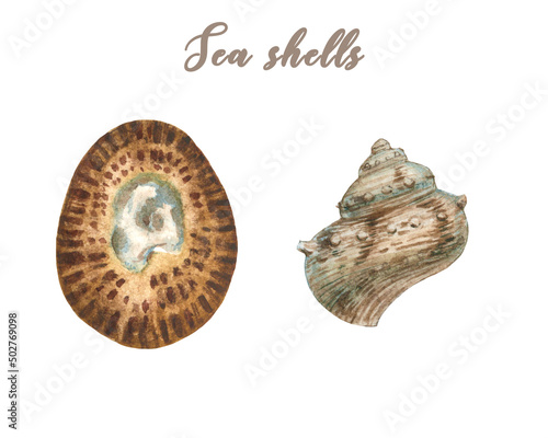 Watercolor set of gastropod mollusk shell. Limpet. Paleogastropod Patella vulgata with corrupted top and mollusk from family Turbo. Isolated.