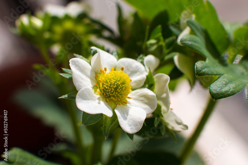 Fototapeta Naklejka Na Ścianę i Meble -  White flowers of blooming strawberries. Summer