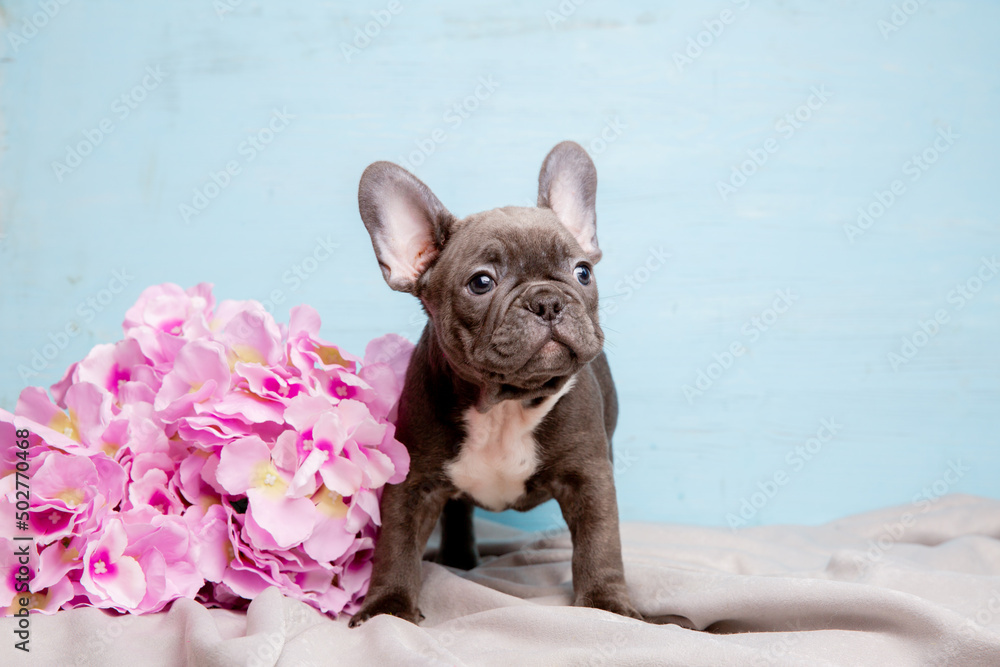 a French bulldog puppy on a blue background with a bouquet of spring flowers