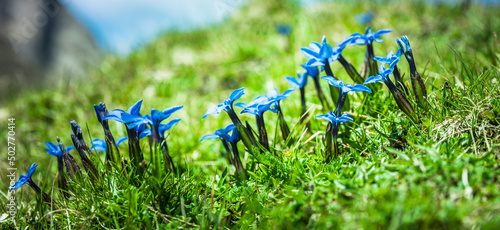 Kurzstieliger Enzian auf einer Bergwiese  im Gebirge