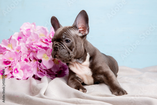 a French bulldog puppy on a blue background with a bouquet of spring flowers