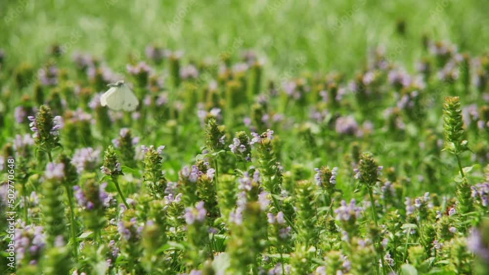 Butterfly sitting and flying above the flowers. Summer in the garden. 120fps Butterfly sitting and flying above the flowers. Summer in the garden. 120fps