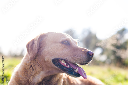Fototapeta Naklejka Na Ścianę i Meble -  Golden Labrador Retriver Dog head shot meadow walk