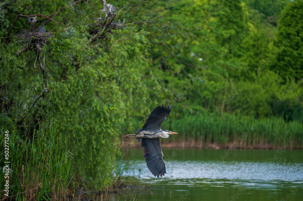 Fototapeta premium heron in flight over the water