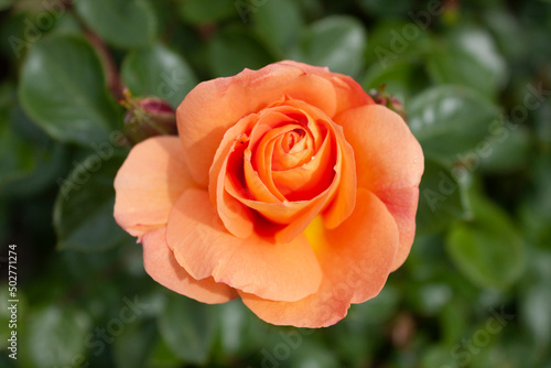 A splendid specimen of a rose    Fran  oise Gaujard    in bloom. 