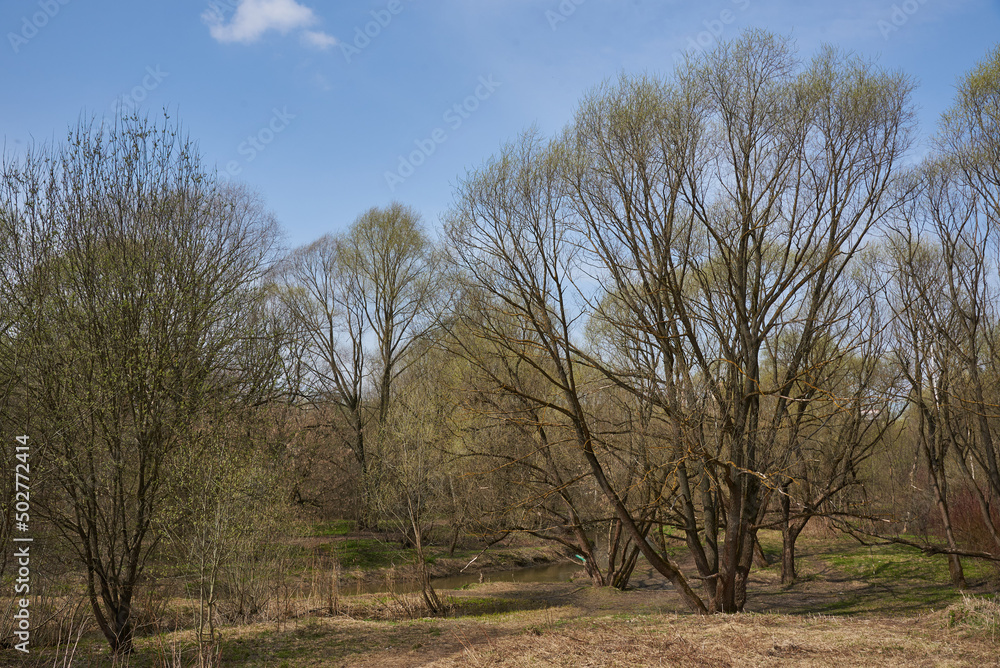 Park waking up from hibernation. Swollen buds on trees. Park waking up from hibernation. Swollen buds on trees.