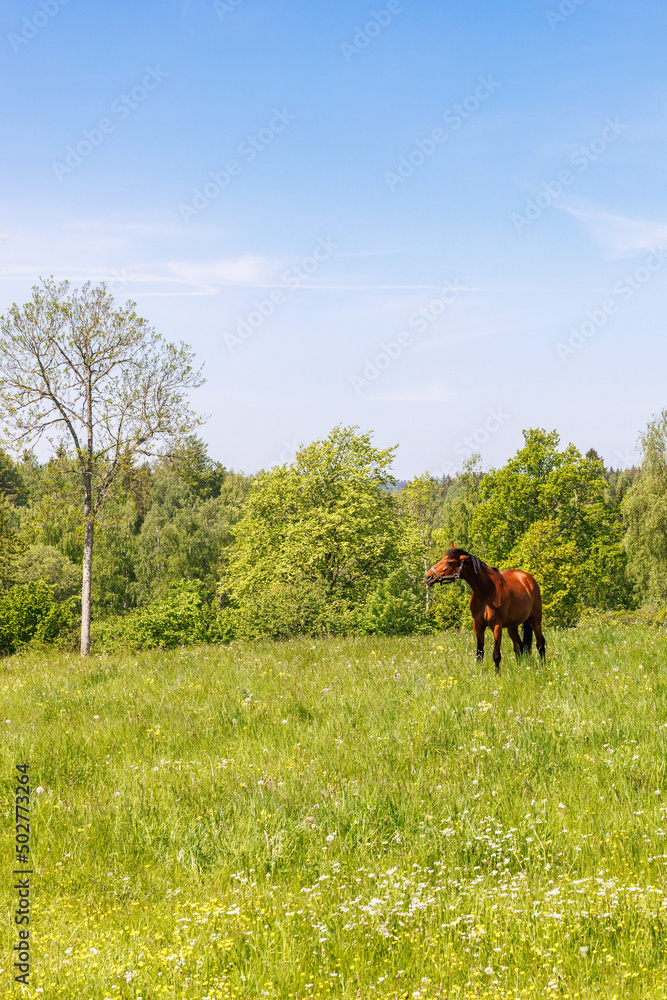 Horse on a sunny flowering summer meadow Horse on a sunny flowering summer meadow