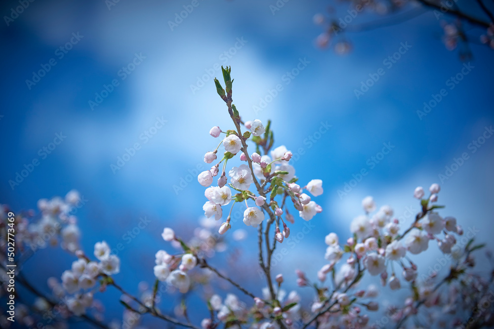 Cherry Blossoms