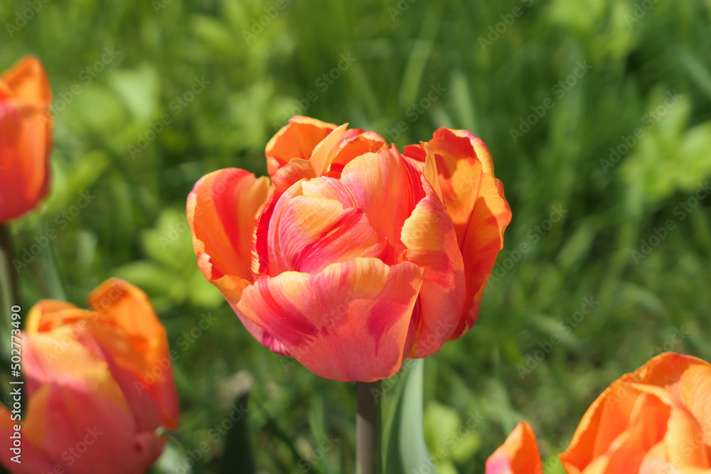 Red orange tulips flowers growing in the garden.Tulips in sunlight Red orange tulips flowers growing in the garden.Tulips in sunlight
