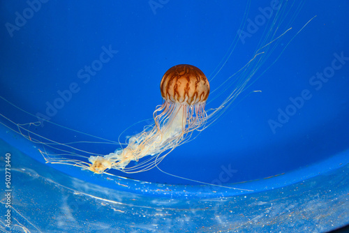 Chrysaora melanaster.Jellyfish swimming in the water. photo