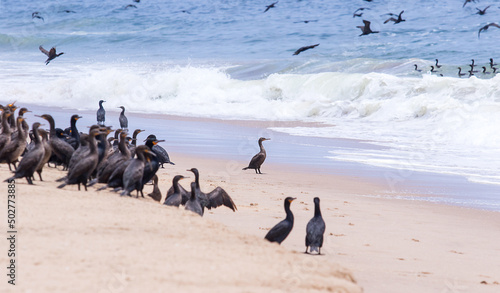 flock of cormorants on the water
