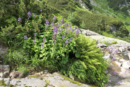 Dolina Roztoki in Tatra Mountains, Poland.