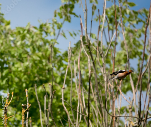 a male chaffinch (Fringilla coelebs) high in spring treetops © Martin