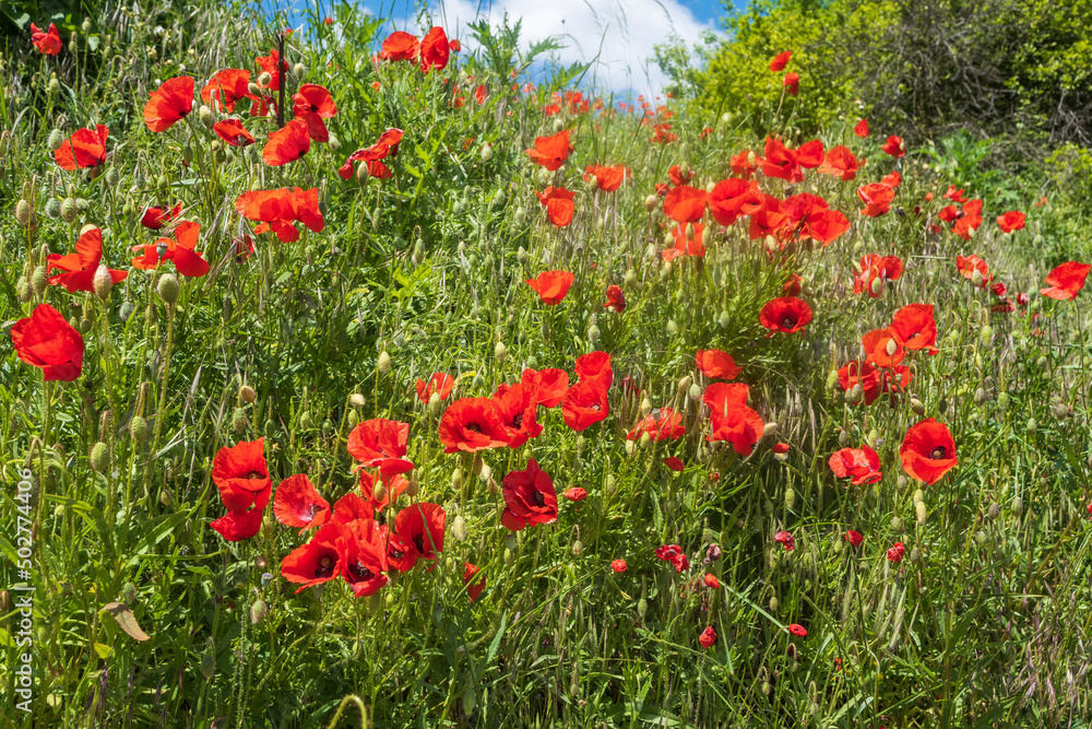 View towards red poppy flowers on the roadside in Rhineland-Palatinate/Germany