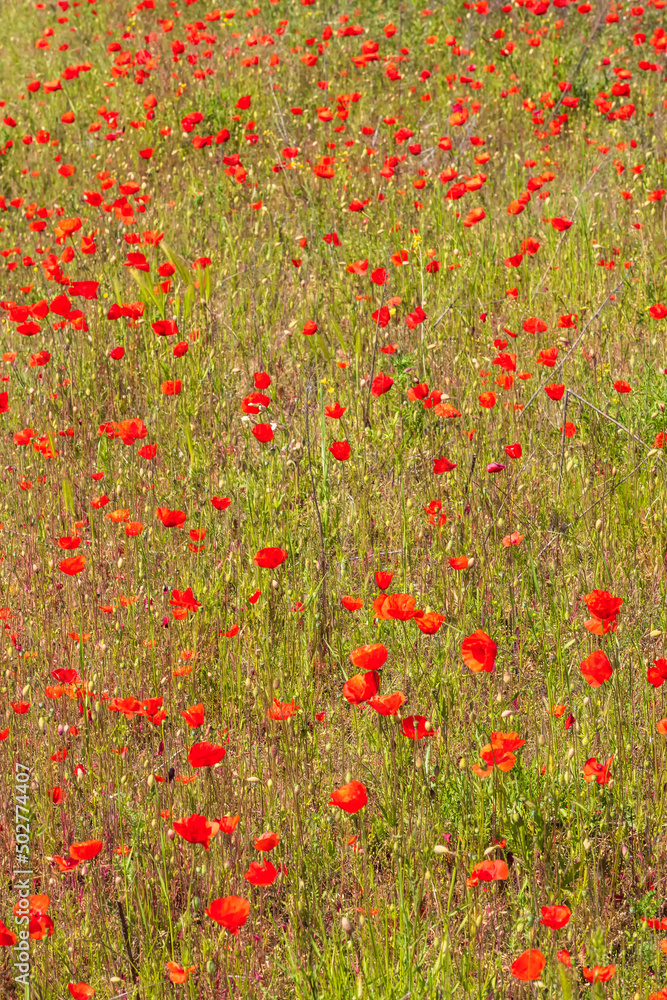View of a field with red flowering corn poppies in Rheinhessen/Germany
