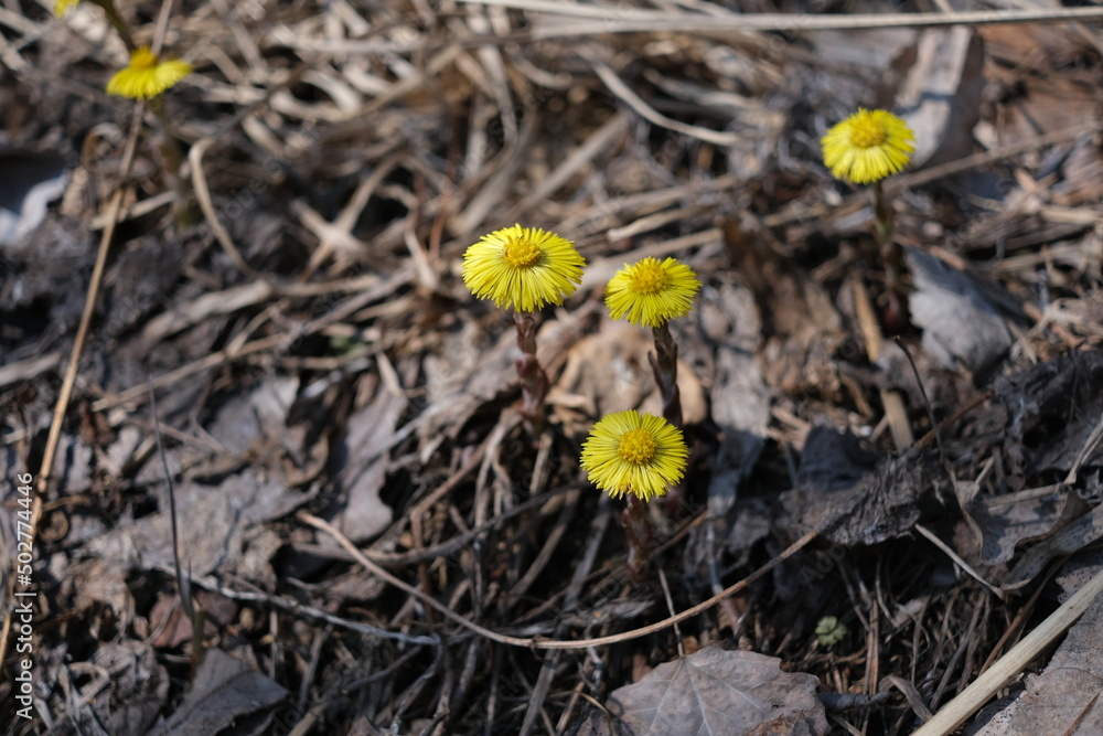 Young yellow flowers on the background of dried foliage, spring awakening of flowers Young yellow flowers on the background of dried foliage, spring awakening of flowers