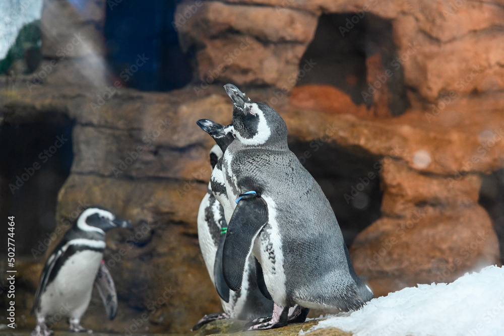 Naklejka premium Spheniscus magellanicus in the aquarium