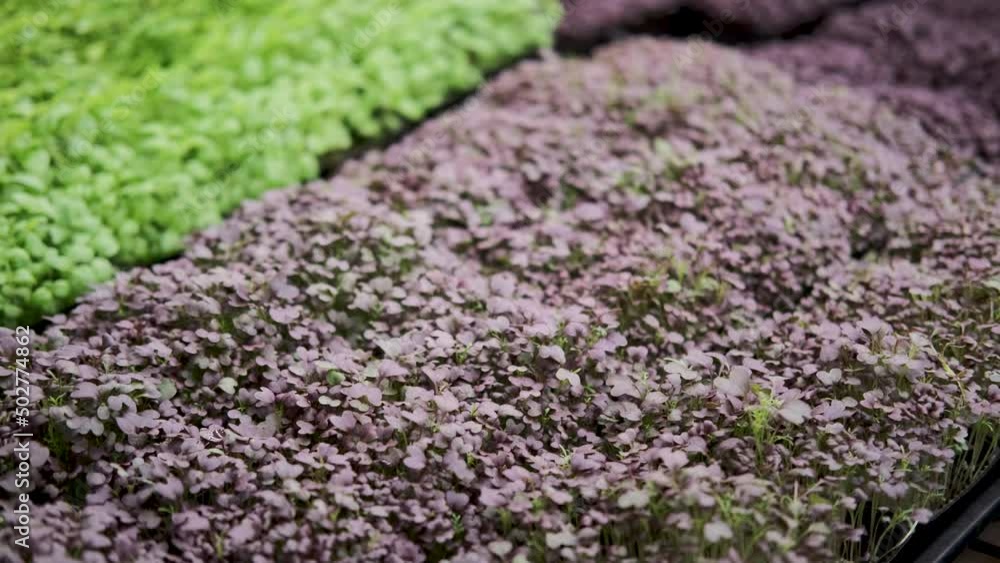 microgreens. agricultural business. shelves and racks of the workshop, growing microgreens. close-up. purple color microgreens.4k microgreens. agricultural business. shelves and racks of the workshop, growing microgreens. close-up. purple color microgreens.4k