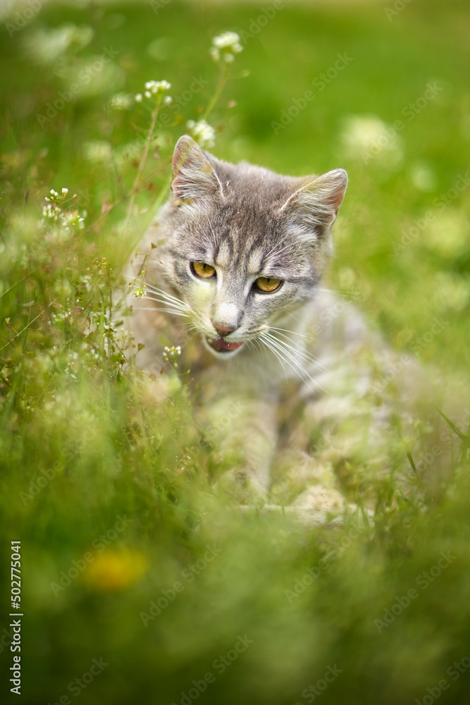 Portrait of a cute cat playing in the grass
