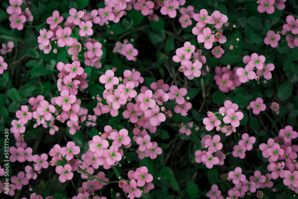 Nature. Blooming spring background. Bright colorful spring flowers. Garden at sunset. Trees in flowers. spring background Nature. Blooming spring background. Bright colorful spring flowers. Garden at sunset. Trees in flowers. spring background