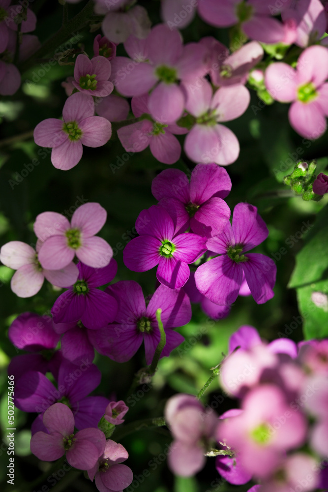 Nature. Blooming spring background. Bright colorful spring flowers. Garden at sunset. Trees in flowers. spring background Nature. Blooming spring background. Bright colorful spring flowers. Garden at sunset. Trees in flowers. spring background