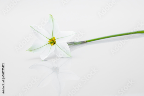 Ipheion (Sternblume) auf weißem Hintergrund
