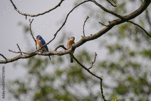 Male and female bluebirds perched on a black walnut tree branch