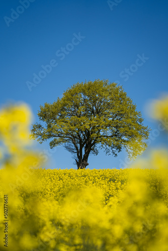 Single tree in a rapeseed field on the Swedish countryside in Scania, Sweden. Selective focus.