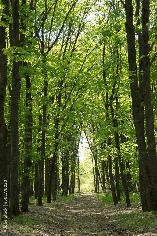 Obraz premium May oak forest