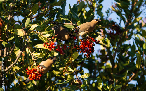 cedar waxwing eatin berries